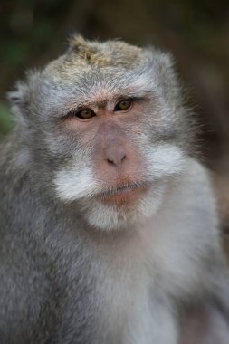 Yengeç yiyen ya da uzun kuyruklu macaque, Macaca fascicularis, bölgeyi rahatça gözlemliyor.