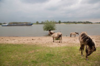 Hollanda kıyıları boyunca başıboş gezen vahşi Konik atları sürüsü.