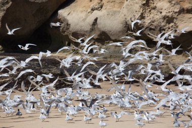 Daha büyük ibikli kırlangıçlar sürüsü