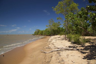 Çamurlu nehir suyu ve yeşillikle kumlu sahil