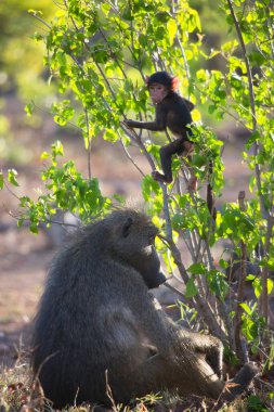 Vahşi ortamda şirin babunlar.