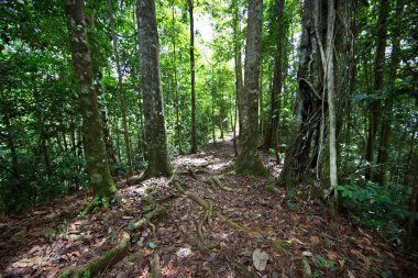 Ormandaki yemyeşil yemyeşil