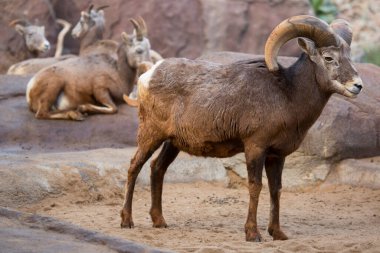 Dağlarda güzel bir keçinin yakın çekimi.