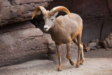 Bighorn koyunu, Ovis kanadensis, kayalık bir platformda yürüyor.