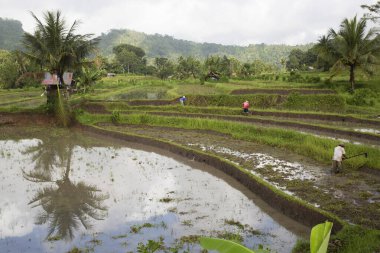 Terasta çalışan insanlar pirinç tarlaları, sawa 