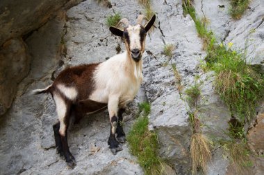 Genç keçi dağlarda