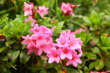 Güzel kır çiçekleri manzarası