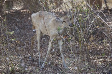 Geyiklere yakın çekim, Javan rusa veya Sunda sambar, Rusa timorensis 