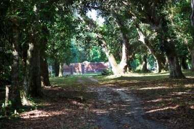 Parktaki yeşil ağaçlar
