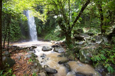 Arka planda yeşil bitkilerle güzel bir şelale.