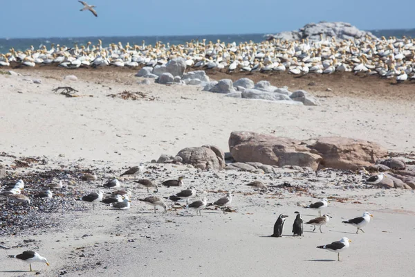 Stado Ptaków Morskich Środowisku Naturalnym Plaży — Zdjęcie stockowe