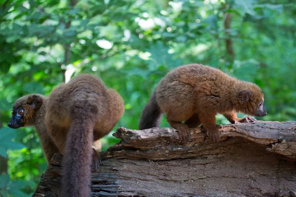 Ağaçtaki sevimli bir koalanın yakın plan fotoğrafı.