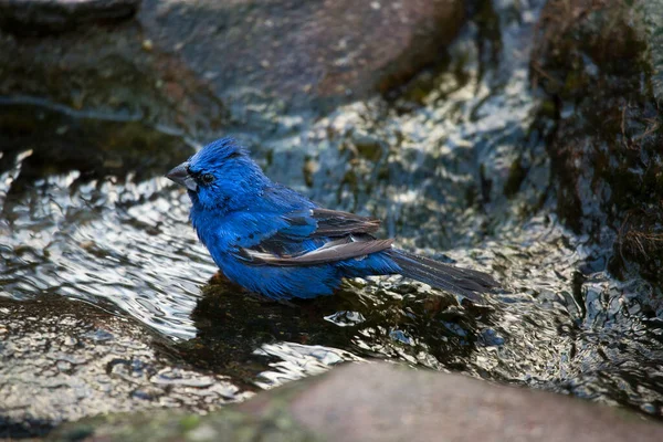 Tiro Close Pássaro Garganta Azul Ramo — Fotografia de Stock
