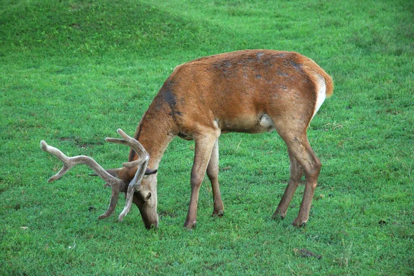 一只小鹿在吃草 — 图库照片