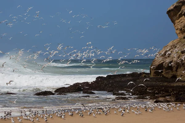 Daha büyük ibikli kırlangıçlar sürüsü
