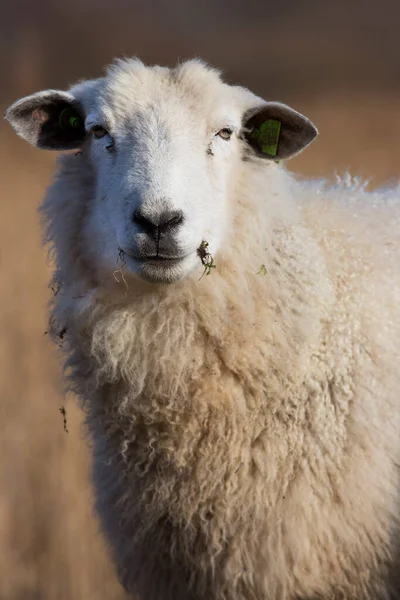 牧草地に立つ羊の姿を間近で見ることができ — ストック写真