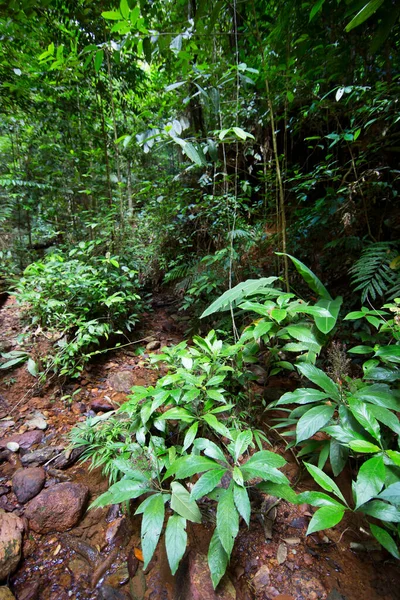 Πλούσια Τροπική Βλάστηση Στο Δάσος Ζούγκλα — Φωτογραφία Αρχείου