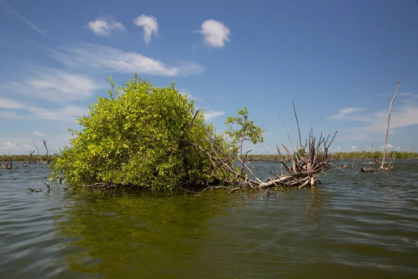 Yeşillik ve bulutlu göl manzarası