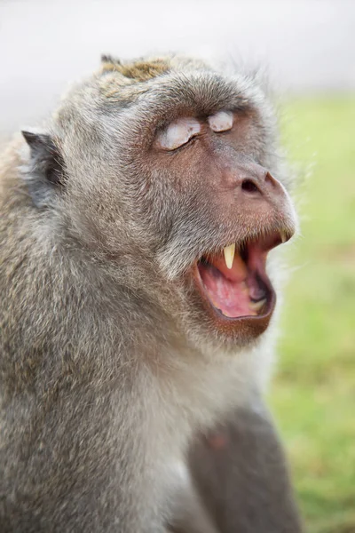 Portrait Nervous Yawning Crab Eating Long Tailed Macaque Macaca Fascicularis — Stock Photo, Image