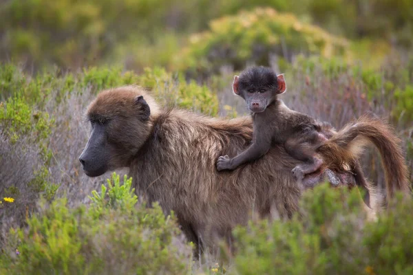 妈妈狒狒角 婴孩骑着马 紧紧抓住她的背 — 图库照片