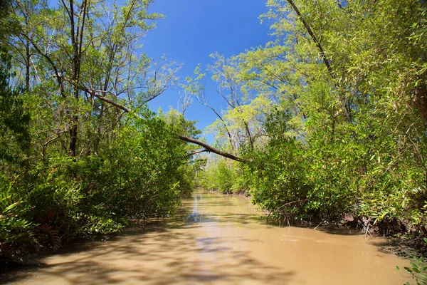 Amazon 'un yoğun yağmur ormanları yeşil yapraklar ve nehirlerle doludur.