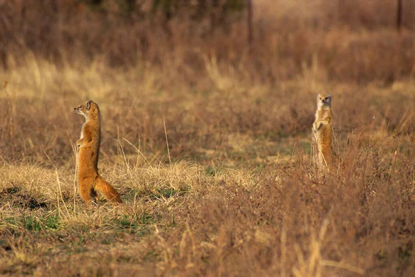 Eine Schöne Rote Füchse Spaziert Gras Einem Wald — Stockfoto