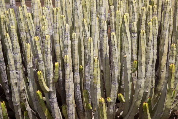 Close Green Yellow Cactus — стоковое фото