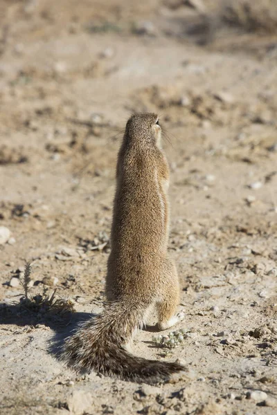 Colonie Écureuils Terrestres Cap Xerus Inauris Mangeant Affût Danger — Photo