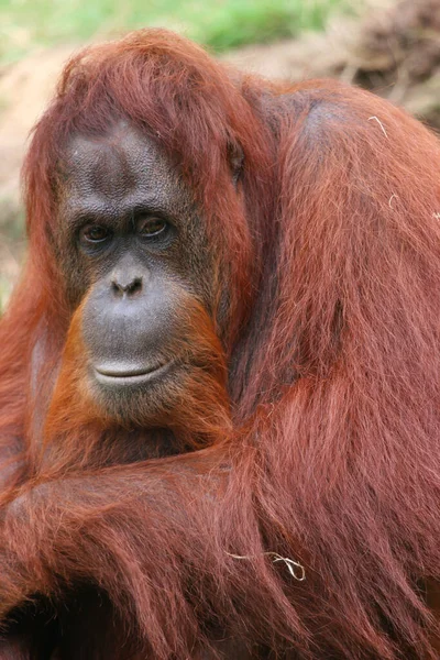 Orangutan Zoo — Stock Photo, Image