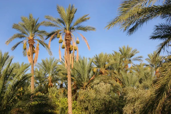 Palmiye ağaçları, tarlalar