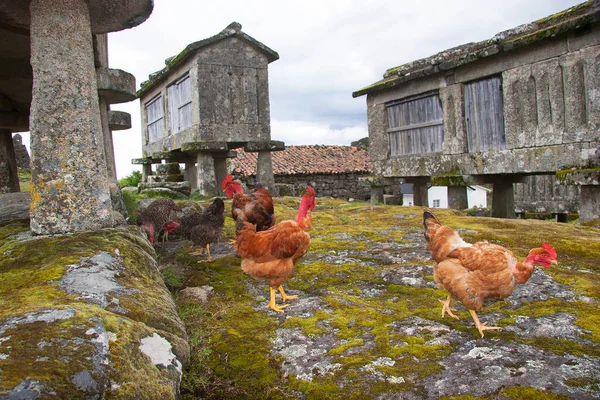 free range chickens in rural mountain village searching for food between antique wheat or corn stock barns on stilts