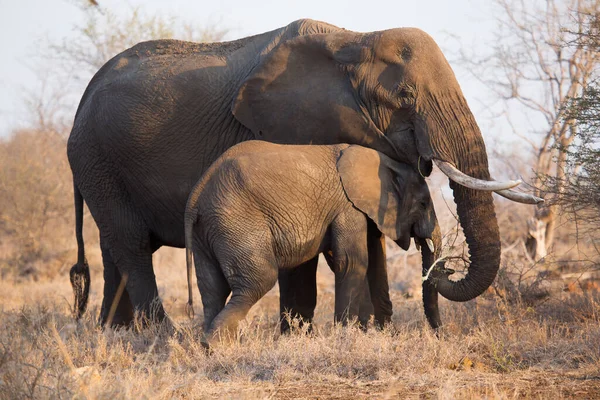 Африканский Слон Национальном Парке Крюгер Юар — стоковое фото