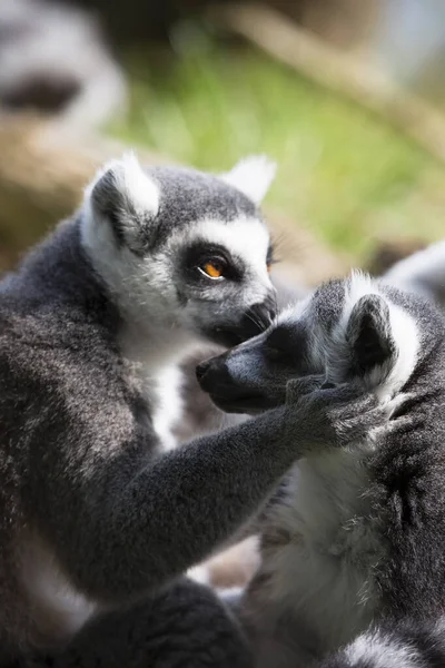 Halka Kuyruklu Lemur Catta Görünümü — Stok fotoğraf