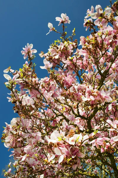 Άνθη Του Δέντρου Magnolia Πιατάκι Μανόλια Ένα Πάρκο Κήπο Πλήρη — Φωτογραφία Αρχείου