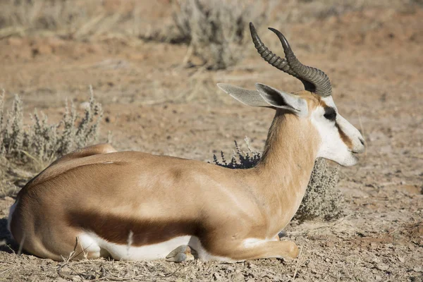 Springbok Antidorcas Marsupialis Spacery Wypas Suchych Łąkach Pustyni — Zdjęcie stockowe