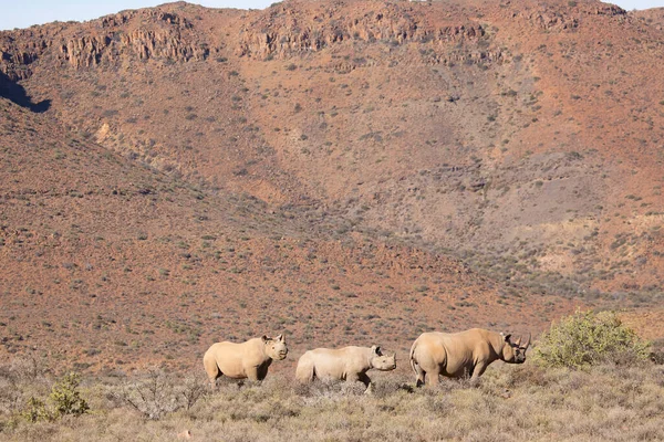 Kara gergedan, Diceros bicornis, Karoo çölü vadisinde alçak çalılıklarda yürüyor.