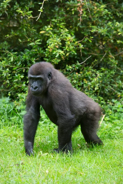 Westlicher Flachlandgorilla Der Über Das Grasfeld Der Nähe Des Offenen — Stockfoto