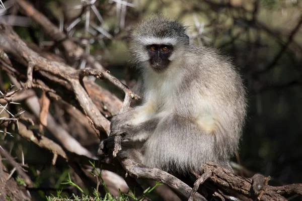 Close Macaco Bebê — Fotografia de Stock