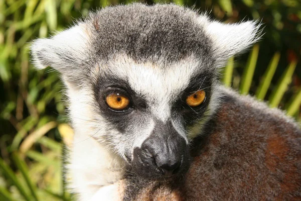 Lémure Cauda Anelada Lemur Catta — Fotografia de Stock