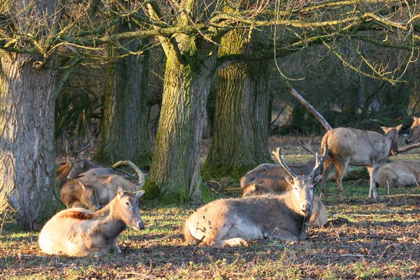 Young Beautiful Deers Meadow — Stock Photo, Image