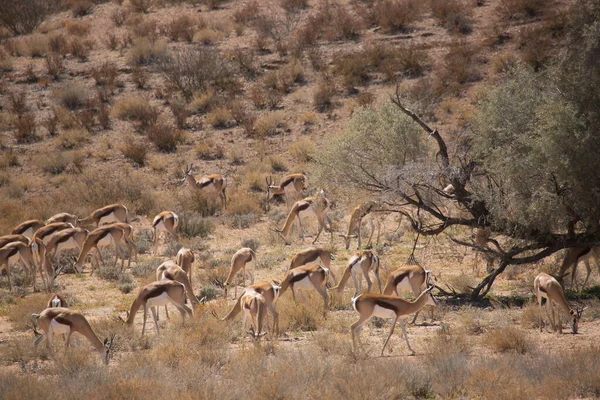 Springfield, Antidorcas Marsupialis, çölün kuru otlaklarında yürüyor ve otluyor.