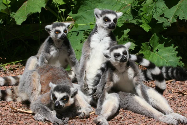 Lêmure Bonito Zoológico — Fotografia de Stock