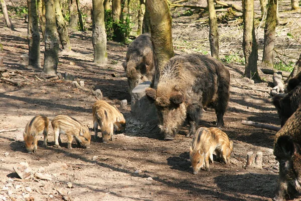 Ormandaki bir grup genç kahverengi domuz.