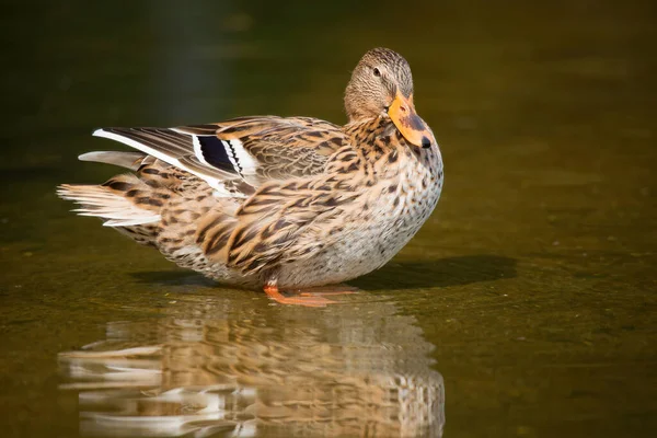 Canard Colvert Sauvage Anas Platyrhynchos Femelle — Photo