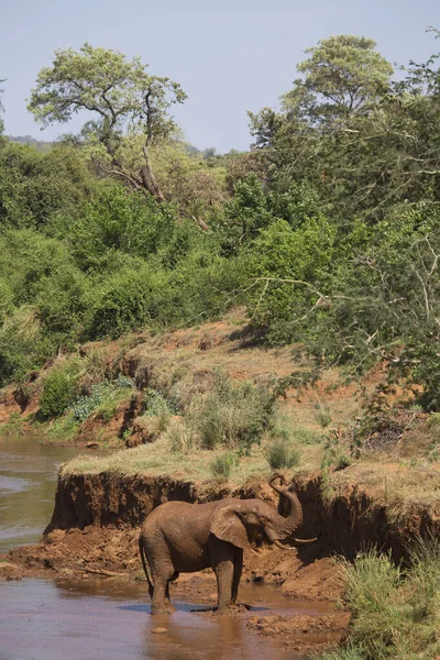 Elefánt Kenyai Szavannában — Stock Fotó
