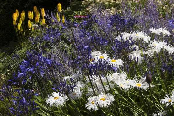 Krásné Květiny Rostoucí Letní Zahradě — Stock fotografie