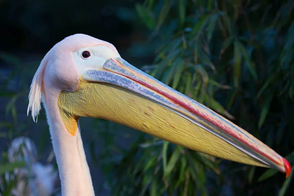 Pelikane Pelecanus Onocrotalus Auf Dem Fluss — Stockfoto