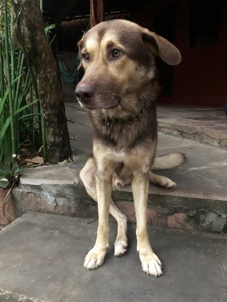 Cane Nel Parco — Foto Stock