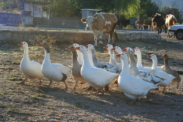 Σμήνος Λευκών Χηνών Στην Εκμετάλλευση — Φωτογραφία Αρχείου