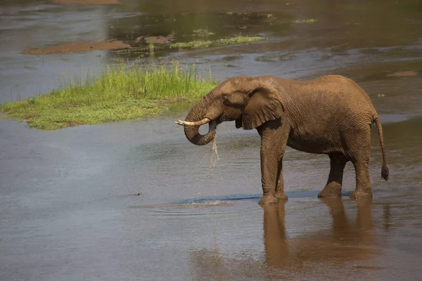 Elephant Water — Stock Photo, Image